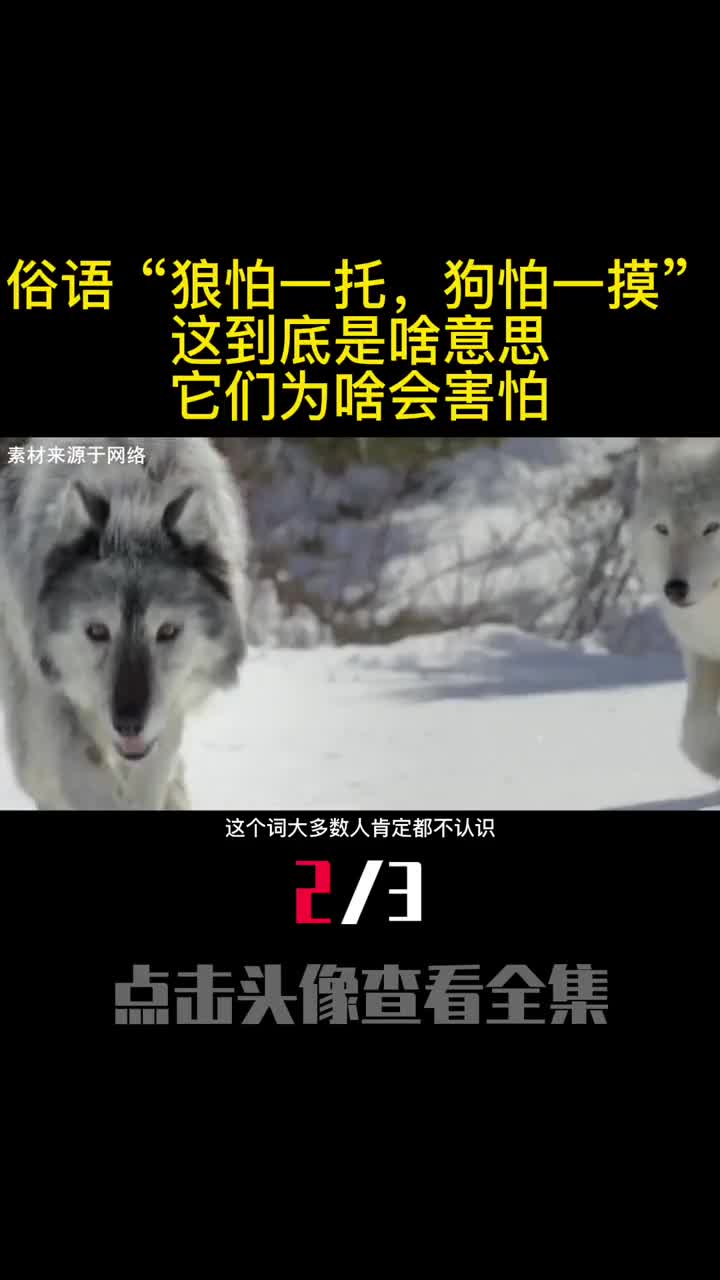 俗语狼怕一托狗怕一摸这到底是啥意思它们为啥会害怕2