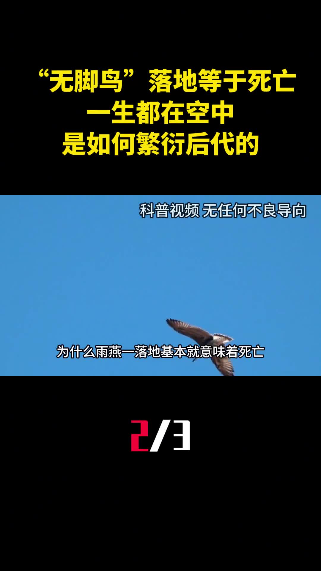 无脚鸟雨燕落地等于死亡一生都在空中是如何繁衍后代的2