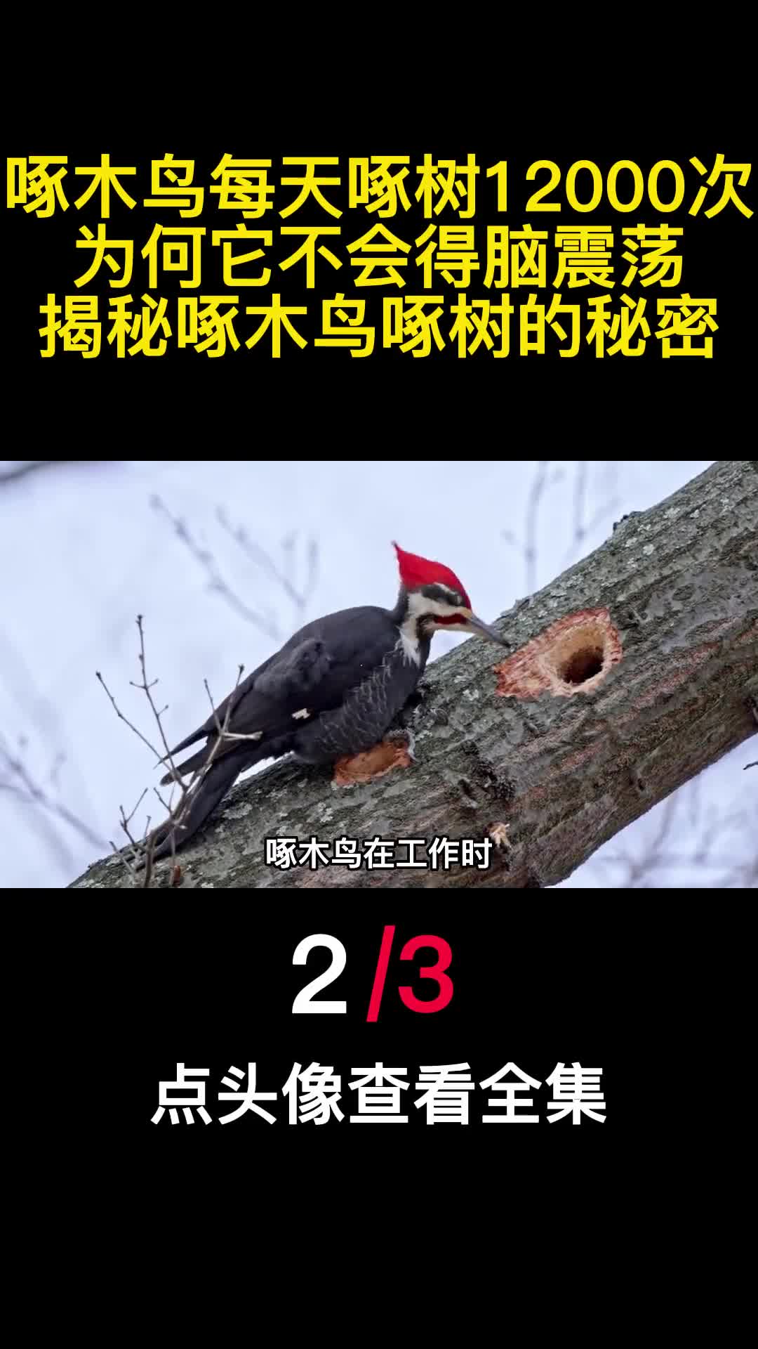 啄木鸟每天啄树12000次为何它不会得脑震荡揭秘啄木鸟啄树的秘密2