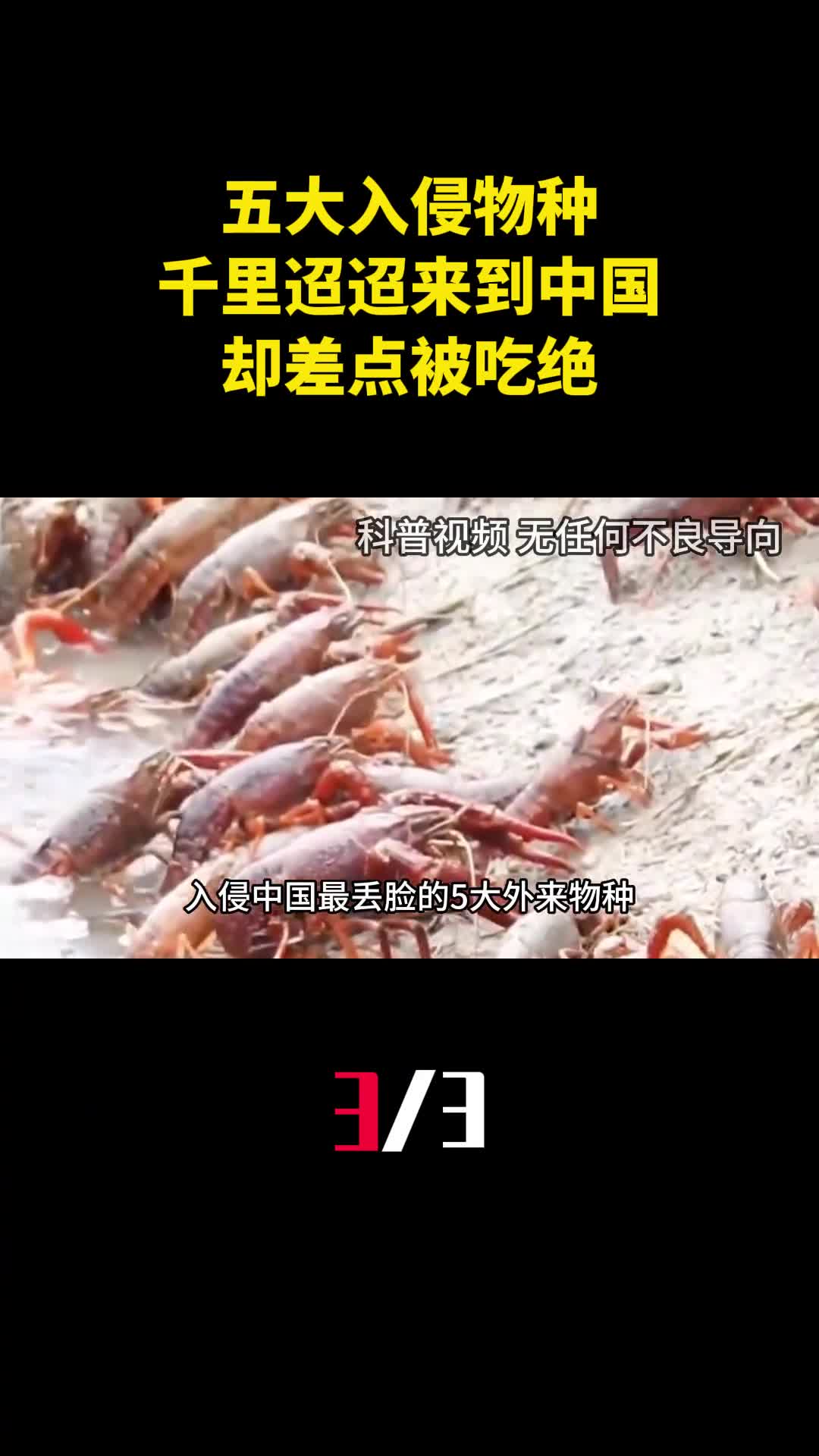 最丢脸的五大入侵物种千里迢迢来到中国却差点被吃绝种3