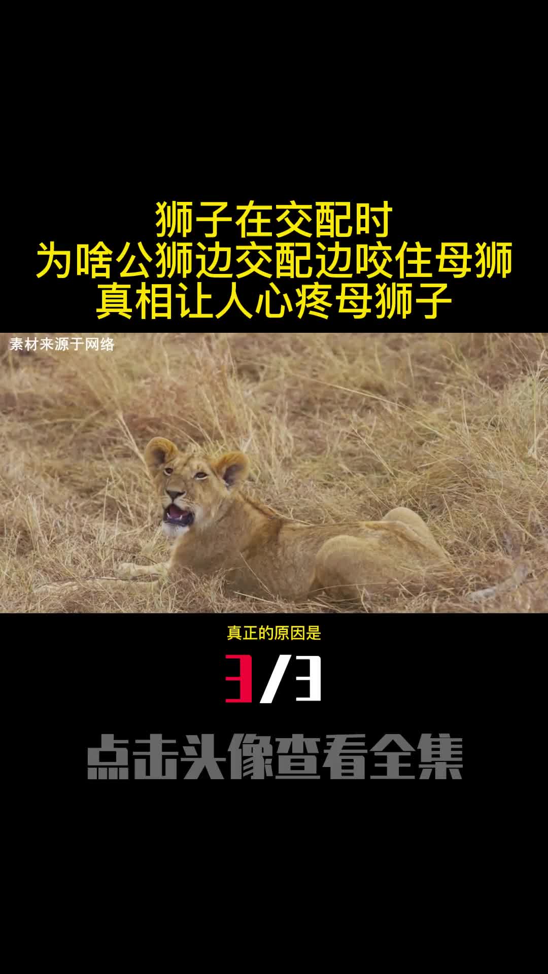 狮子在交配时为啥公狮边交配边咬住母狮真相让人心疼母狮子3