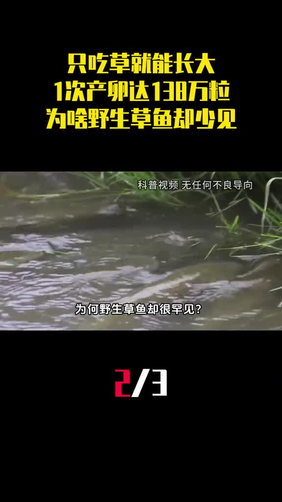 只吃草就能长大1次产卵多达138万粒为啥野生草鱼却很少见2