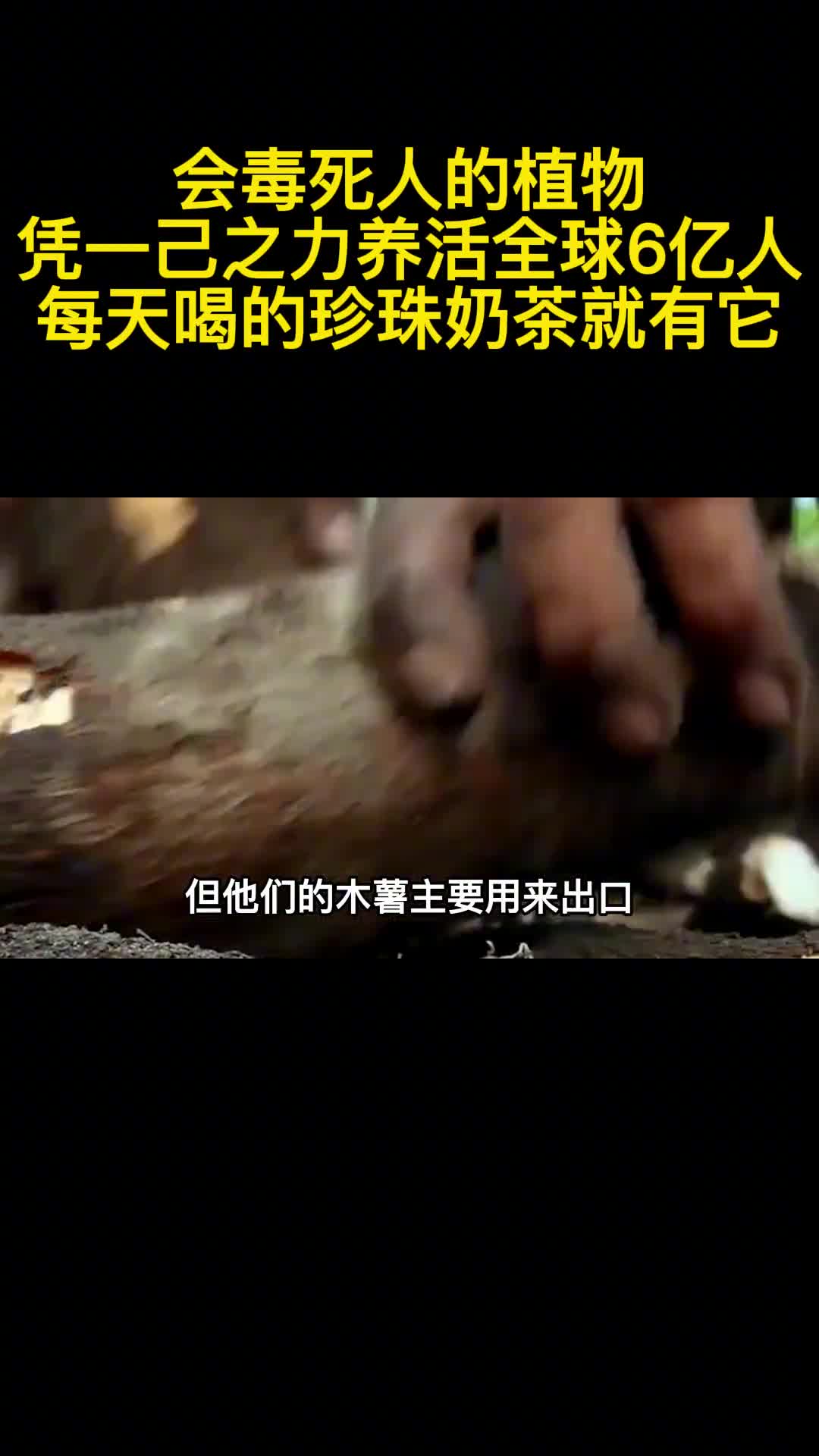 会毒死人的植物凭一己之力养活6亿人每天喝的珍珠奶茶就有它2
