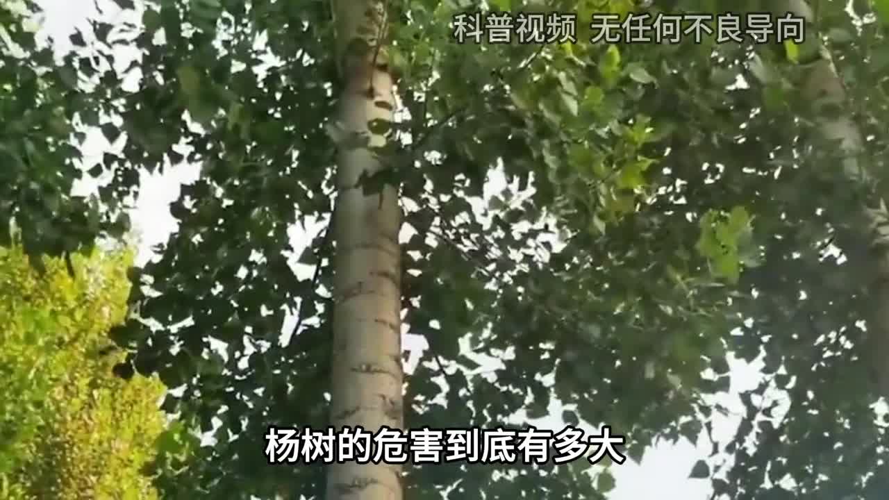 杨树的危害到底有多大曾经大量引进种植如今为何不种了1