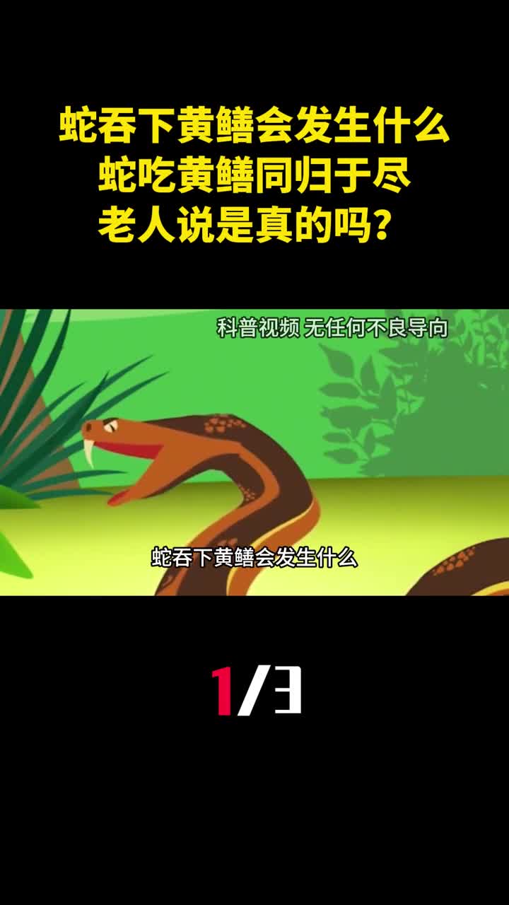 蛇吞下黄鳝会发生什么老人说蛇吃黄鳝同归于尽是真的吗1