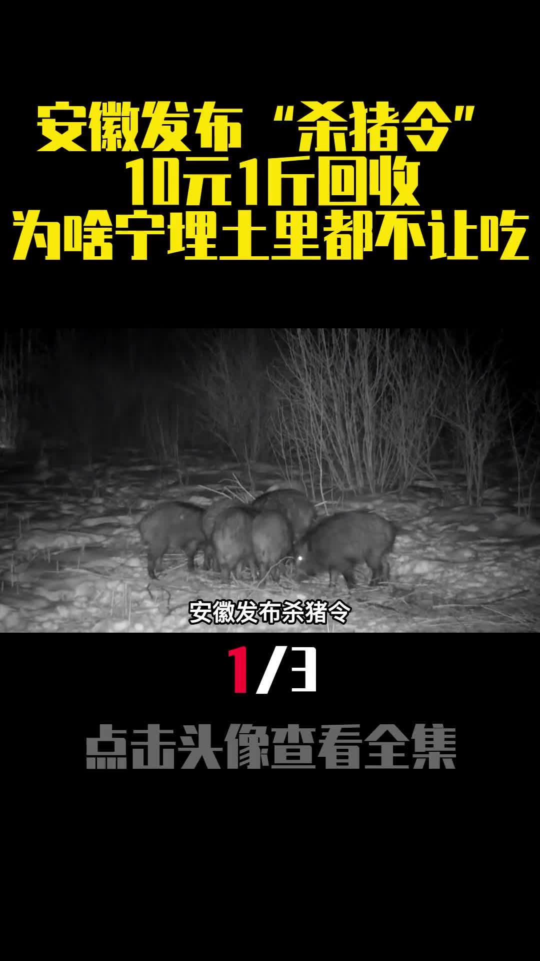 安徽发布杀猪令10元1斤回收为啥宁埋土里都不让吃1