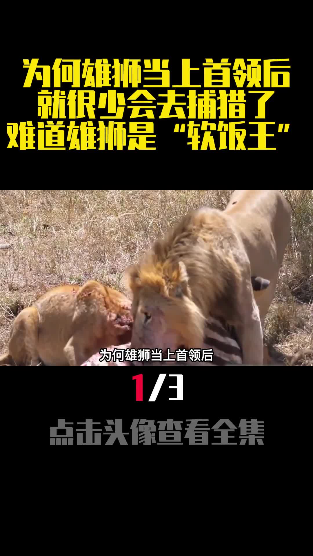 为何雄狮当上首领后就很少会去捕猎了难道雄狮是软饭王1