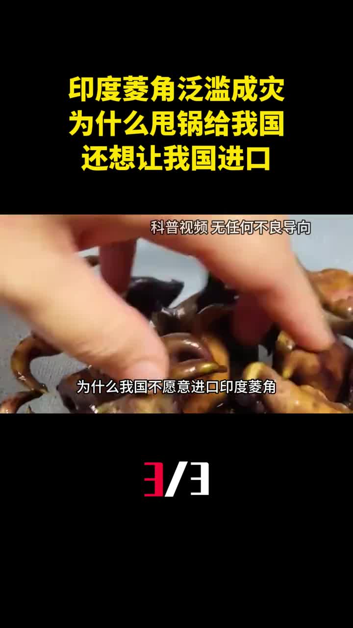 印度菱角泛滥成灾为什么甩锅给我国还想让我国进口3