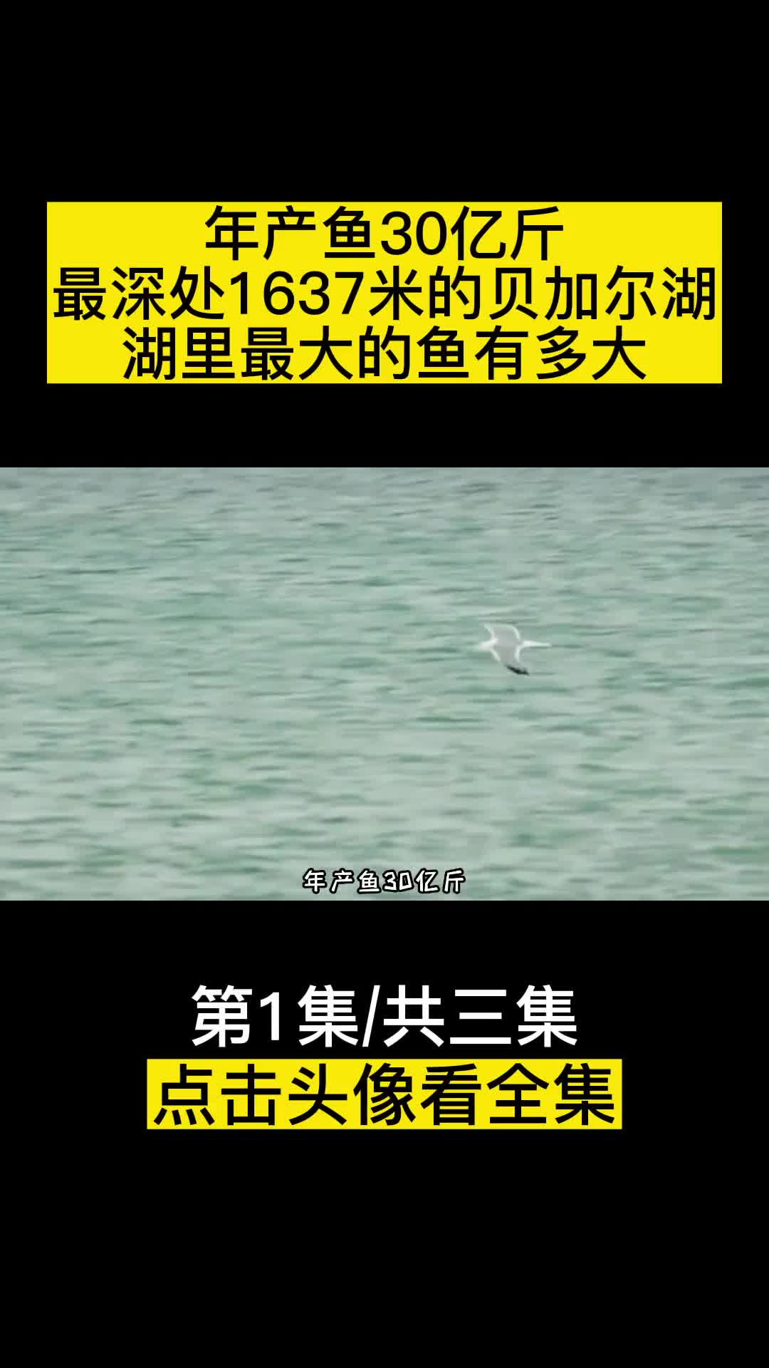 年产鱼30亿斤最深处1637米的贝加尔湖湖里最大的鱼有多大