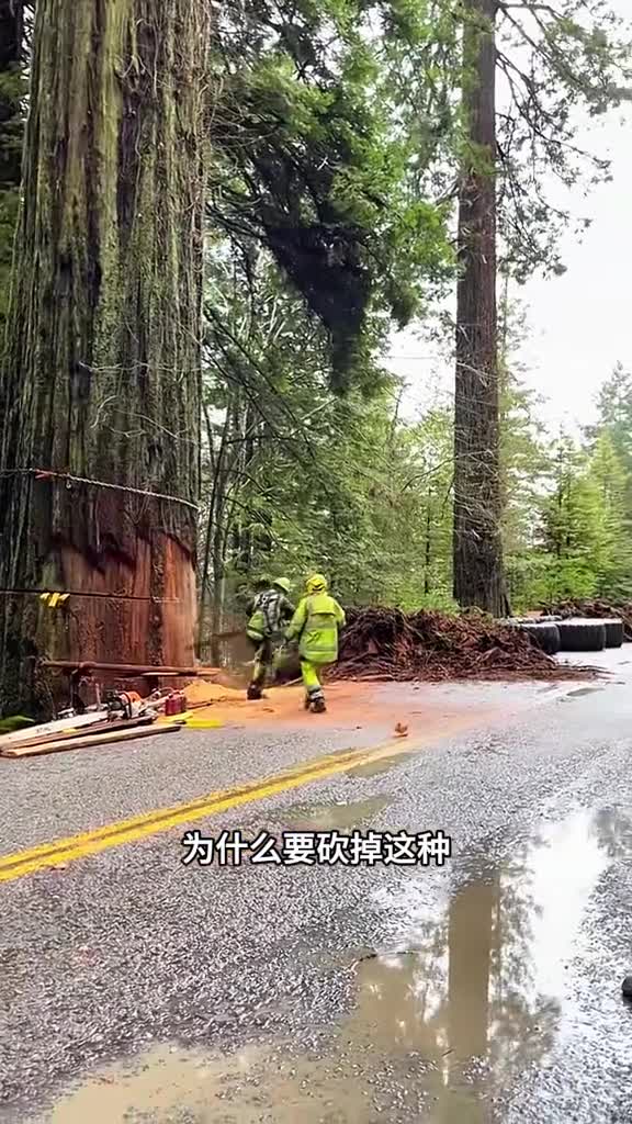 能活3000年的巨树为啥要专门砍掉它