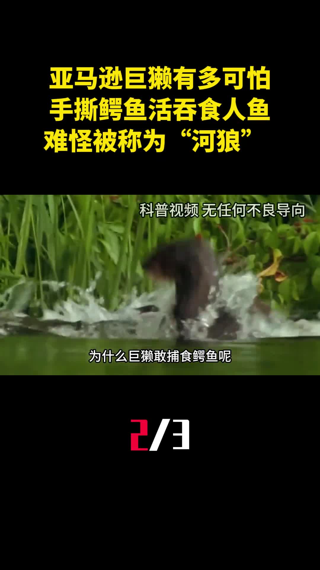 亚马逊巨獭有多可怕手撕鳄鱼活吞食人鱼难怪被称为河狼2