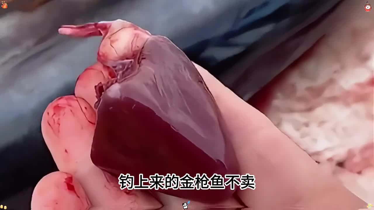 作为鱼中劳斯莱斯的金枪鱼你有吃过吗