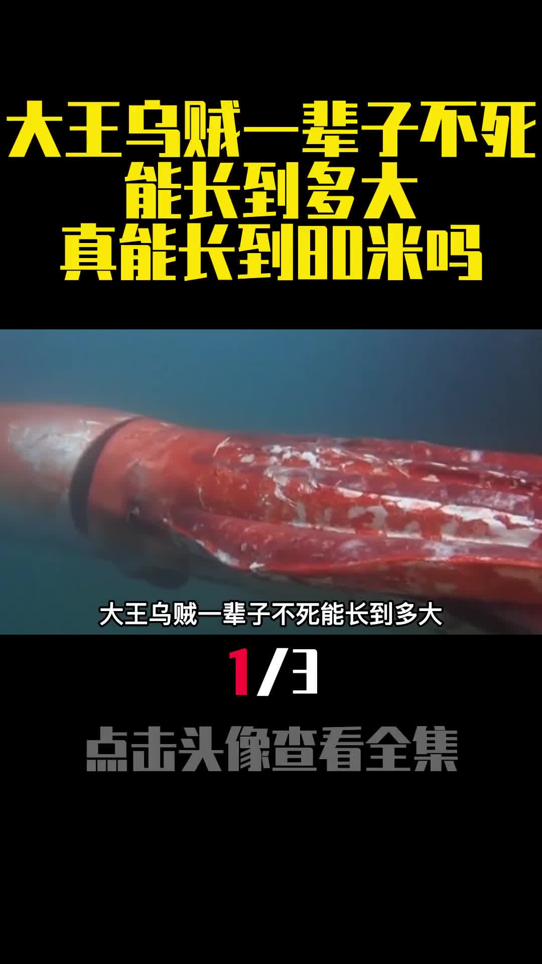 大王乌贼一辈子不死能长到多大真能长到80米吗1