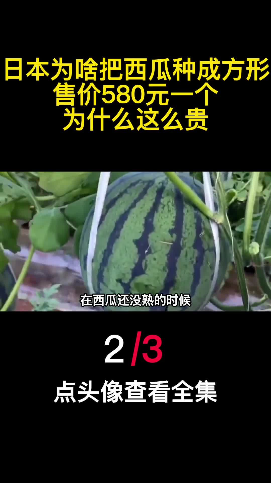 日本为啥把西瓜种成方形售价580元一个为什么这么贵2
