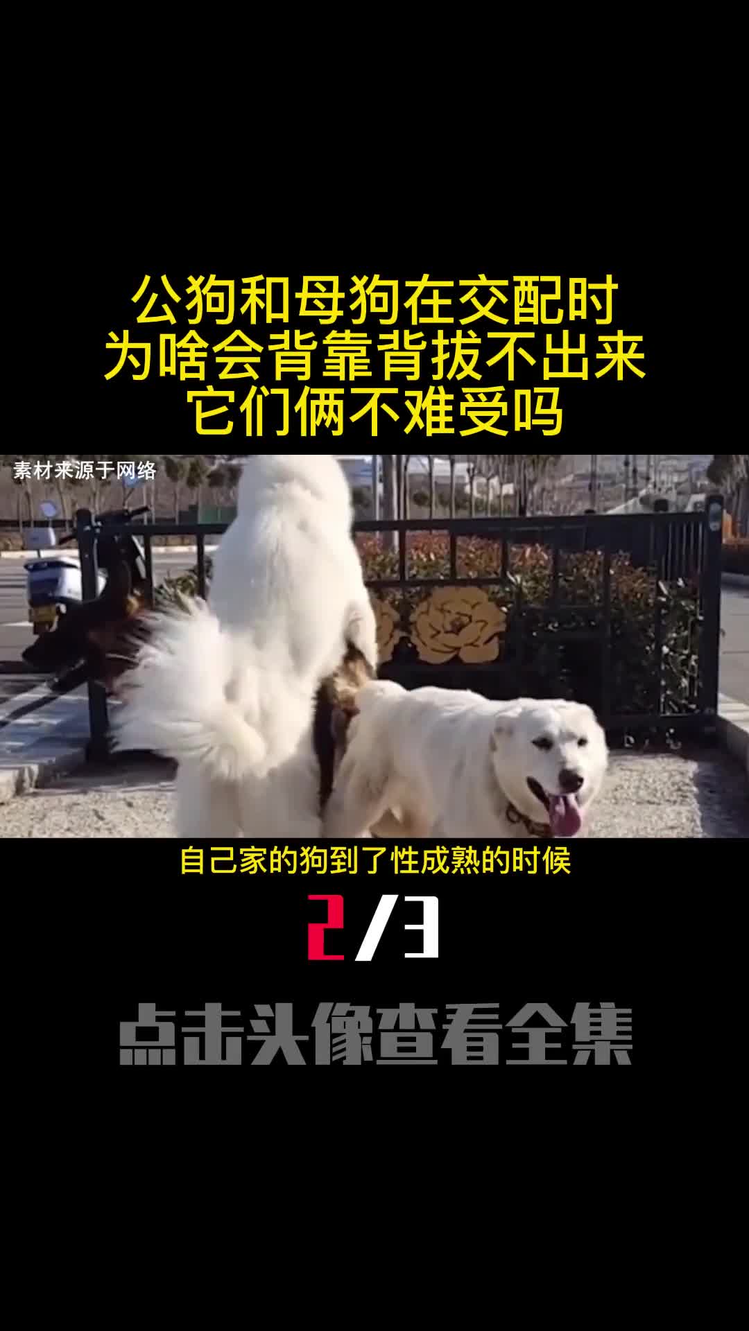 公狗和母狗在交配时为啥会背靠背拔不出来它们俩不难受吗2