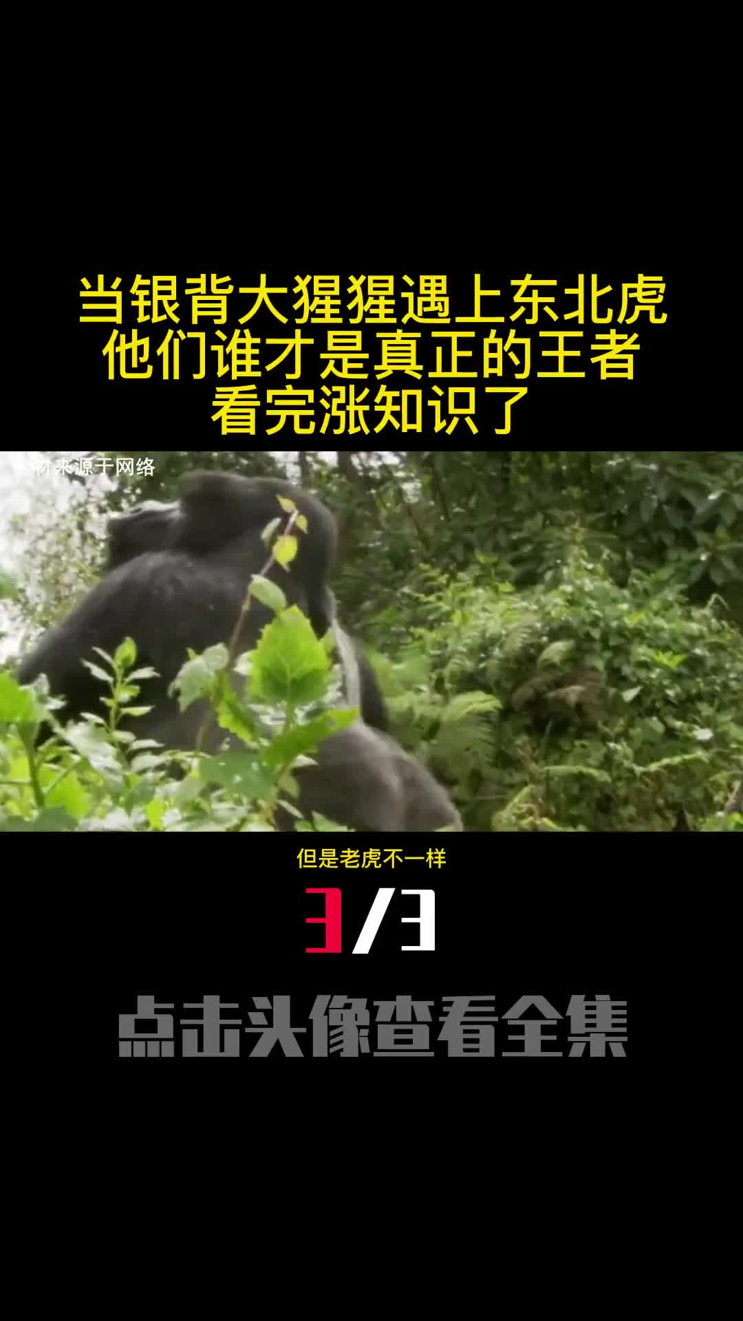 当银背大猩猩遇上东北虎他们谁才是真正的王者看完涨知识了3