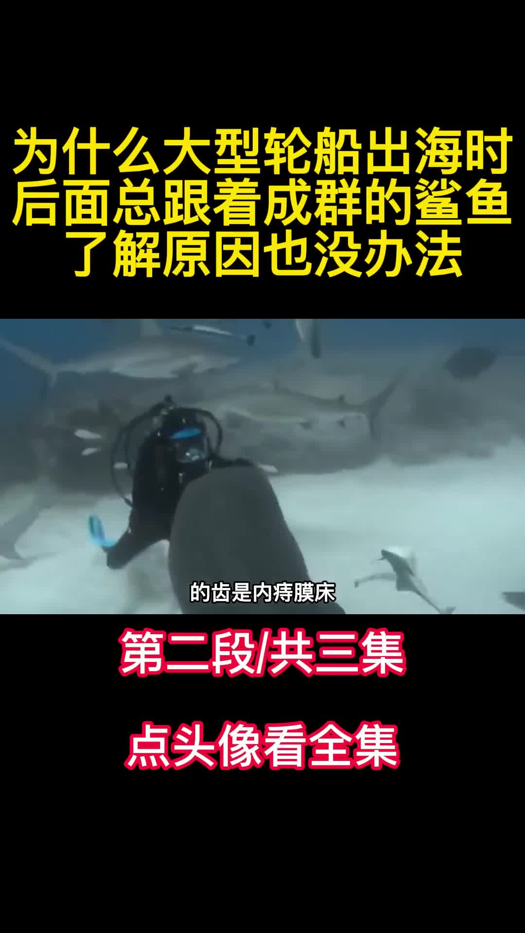 为什么大型轮船出海时后面总跟着成群的鲨鱼了解原因也没办法2