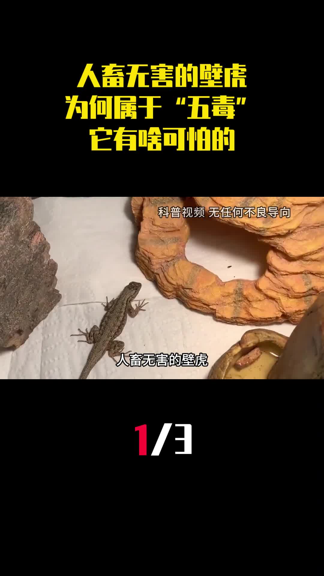 人畜无害的壁虎为何居于五毒之一它有啥可怕的1