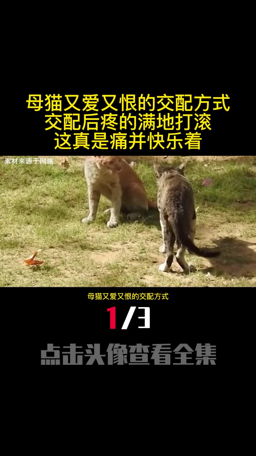 母猫又爱又恨的交配方式交配后疼的满地打滚这真是痛并快乐着1