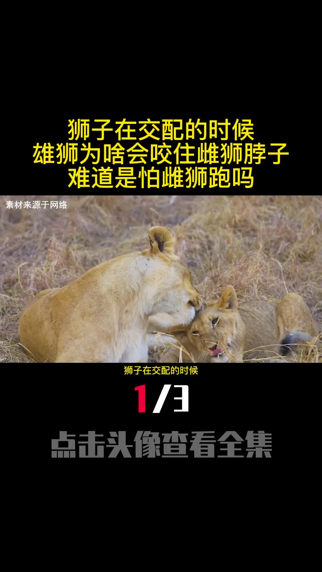 狮子在交配的时候雄狮为啥会咬住雌狮脖子难道是怕雌狮跑吗1