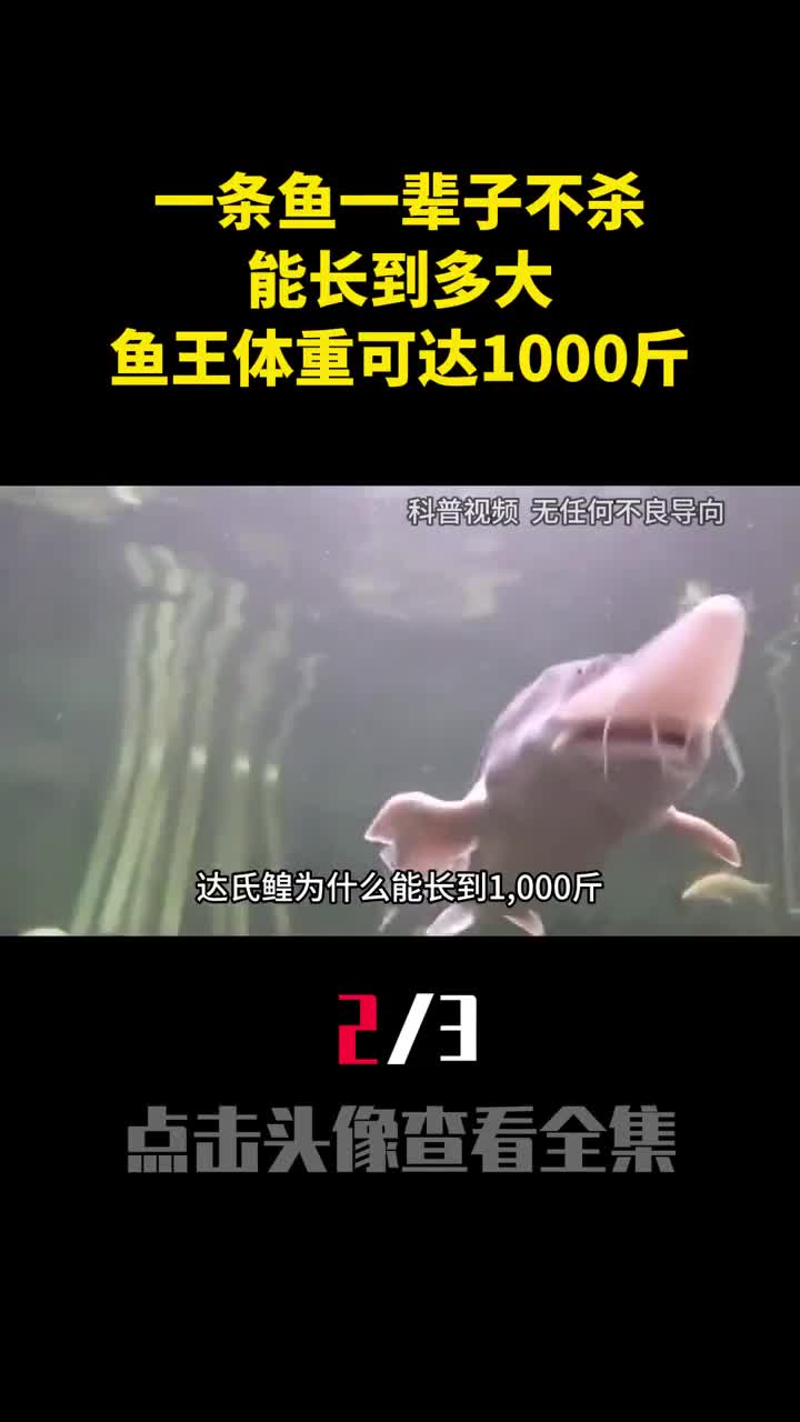 一条鱼一辈子不杀能长到多大黑龙江鱼王体重可达1000斤2