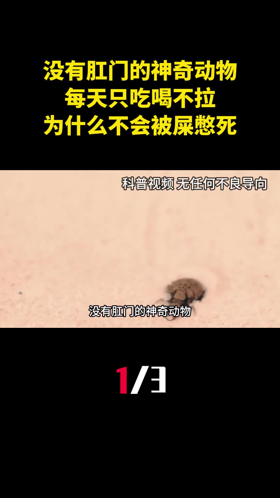 没有肛门的神奇动物每天只吃喝不拉为什么不会被屎憋死1