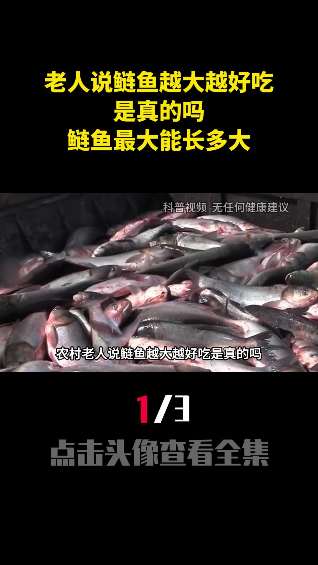 农村老人说鲢鱼越大越好吃是真的吗鲢鱼最大能长多大1
