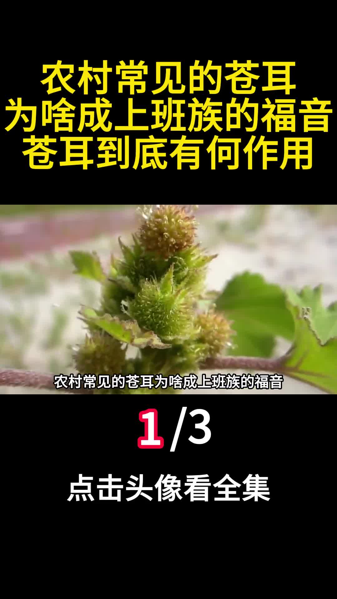 农村常见的苍耳为啥成上班族的福音苍耳到底有何作用1
