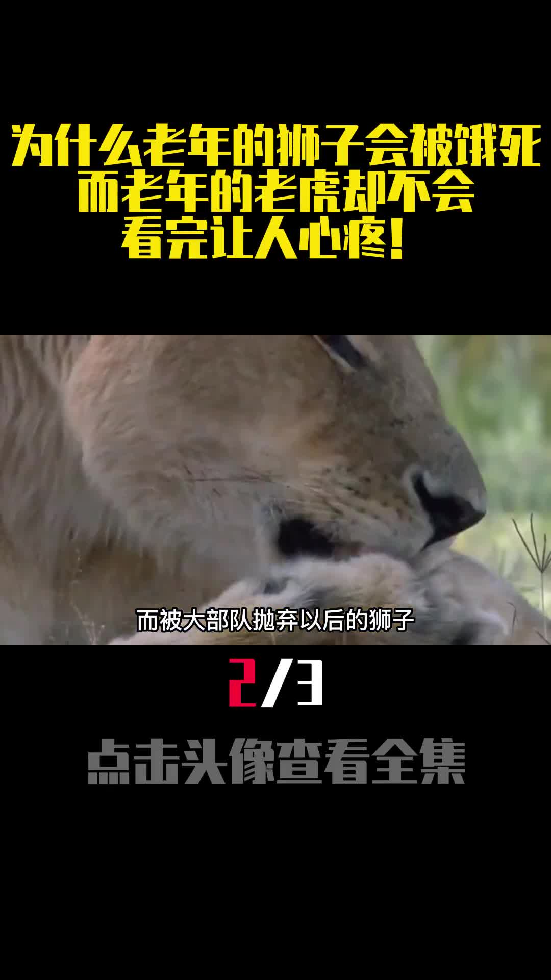 为什么老年的狮子会被饿死而老年的老虎却不会看完让人心疼