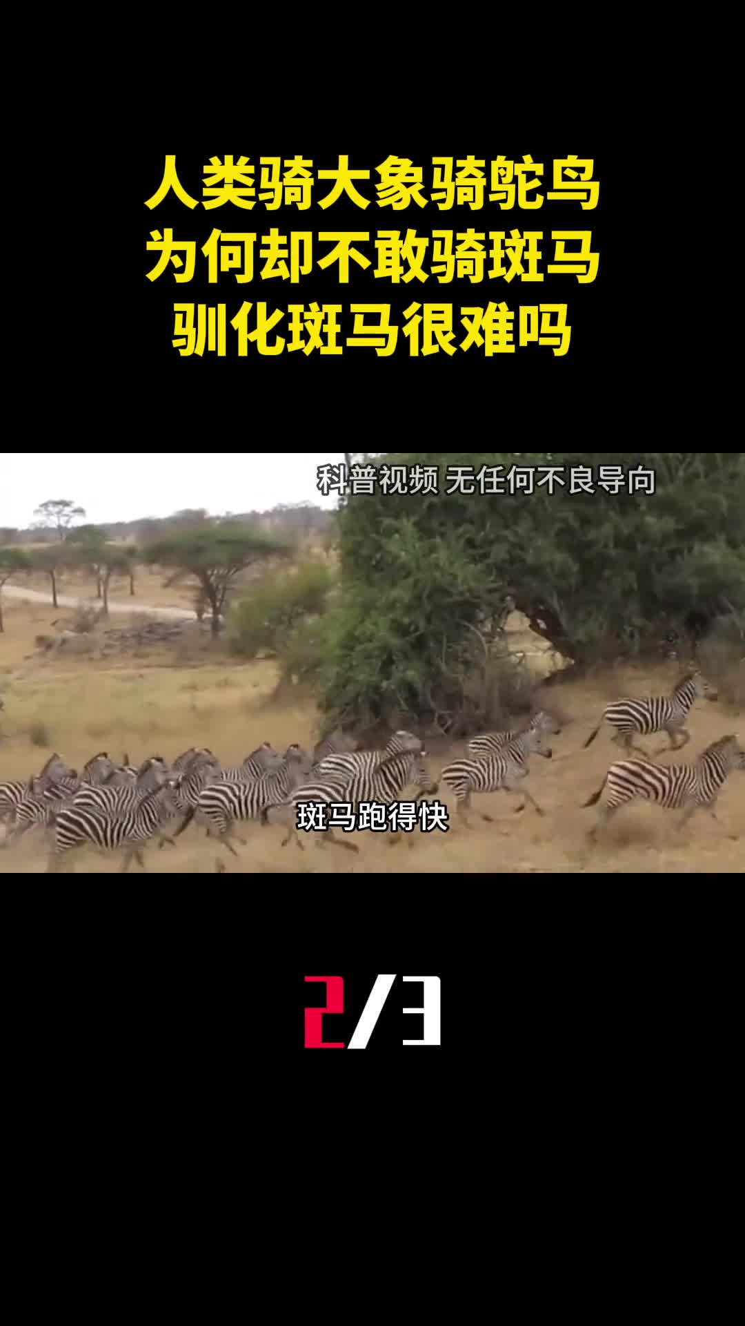 人类骑大象骑鸵鸟为何却不敢骑斑马驯化斑马很难吗2