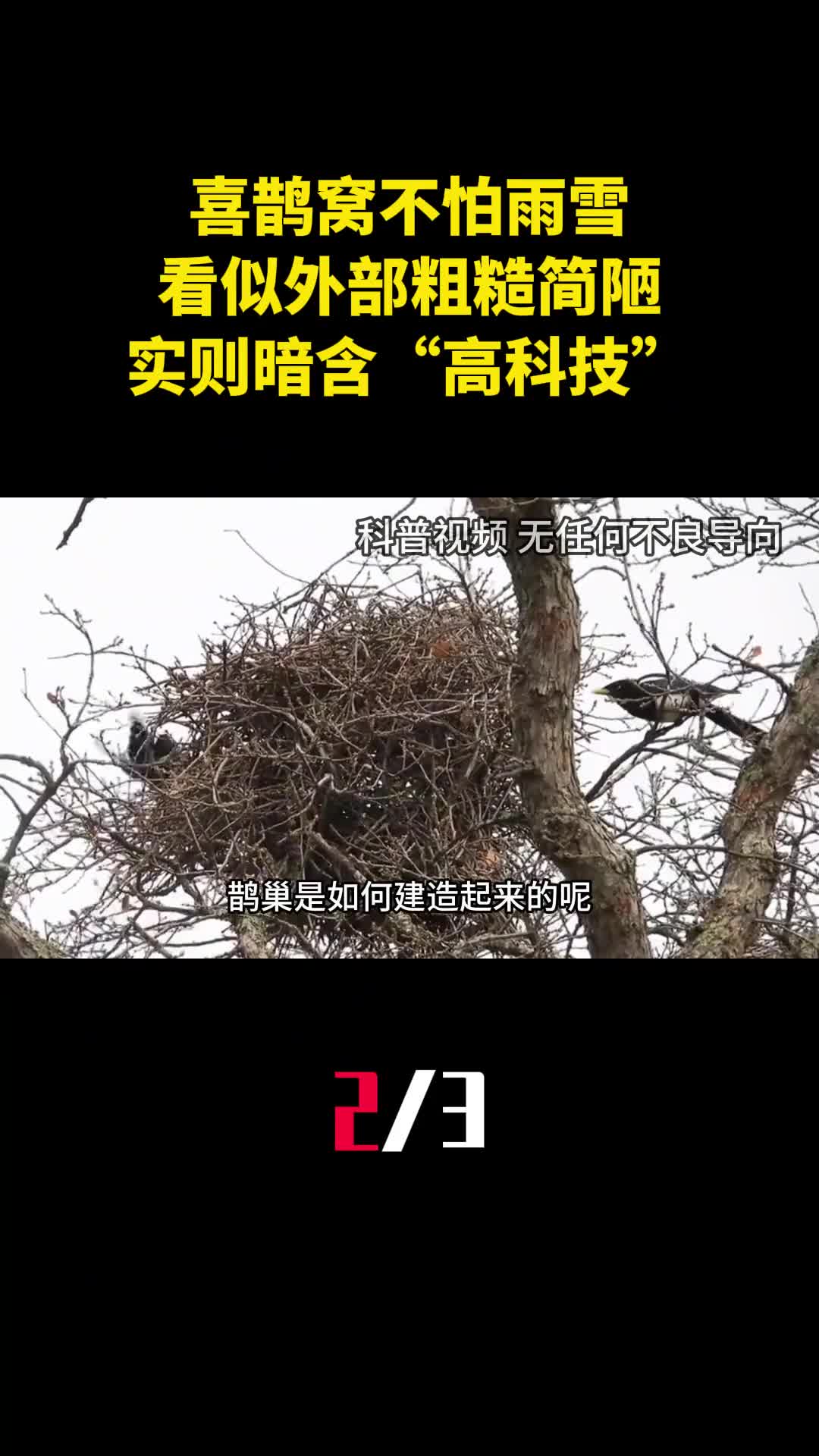 为什么喜鹊窝不怕雨雪看似外部粗糙简陋实则暗含高科技2