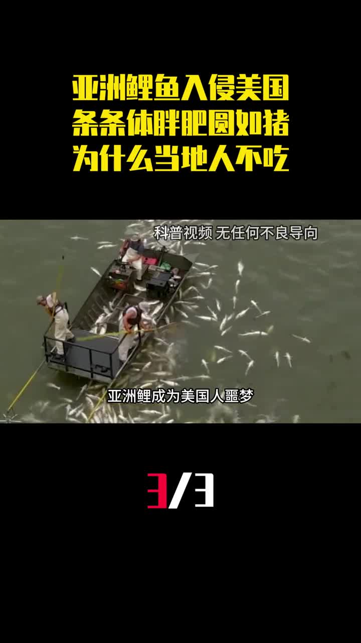 亚洲鲤鱼入侵美国条条体胖肥圆如猪为什么当地人不吃3