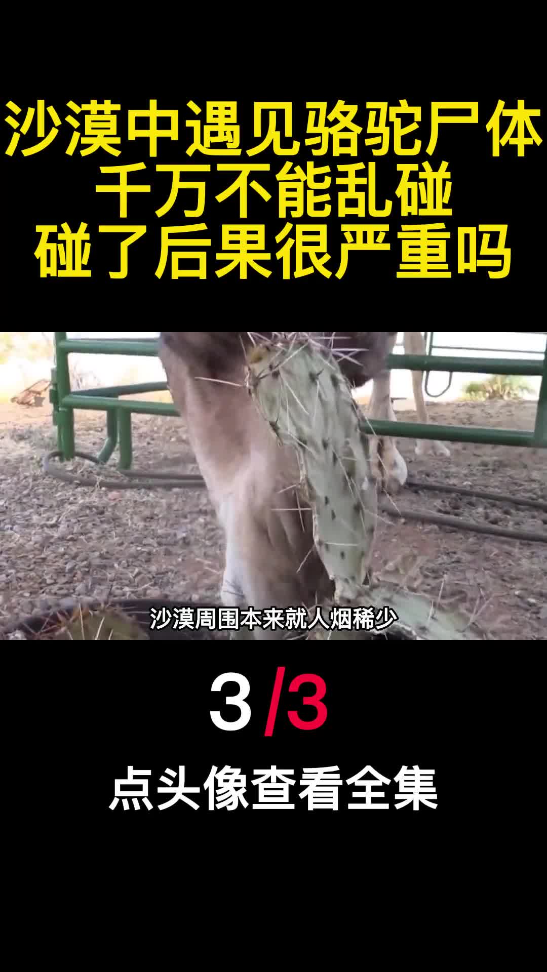 沙漠中遇见骆驼尸体千万不能乱碰碰了后果很严重吗3