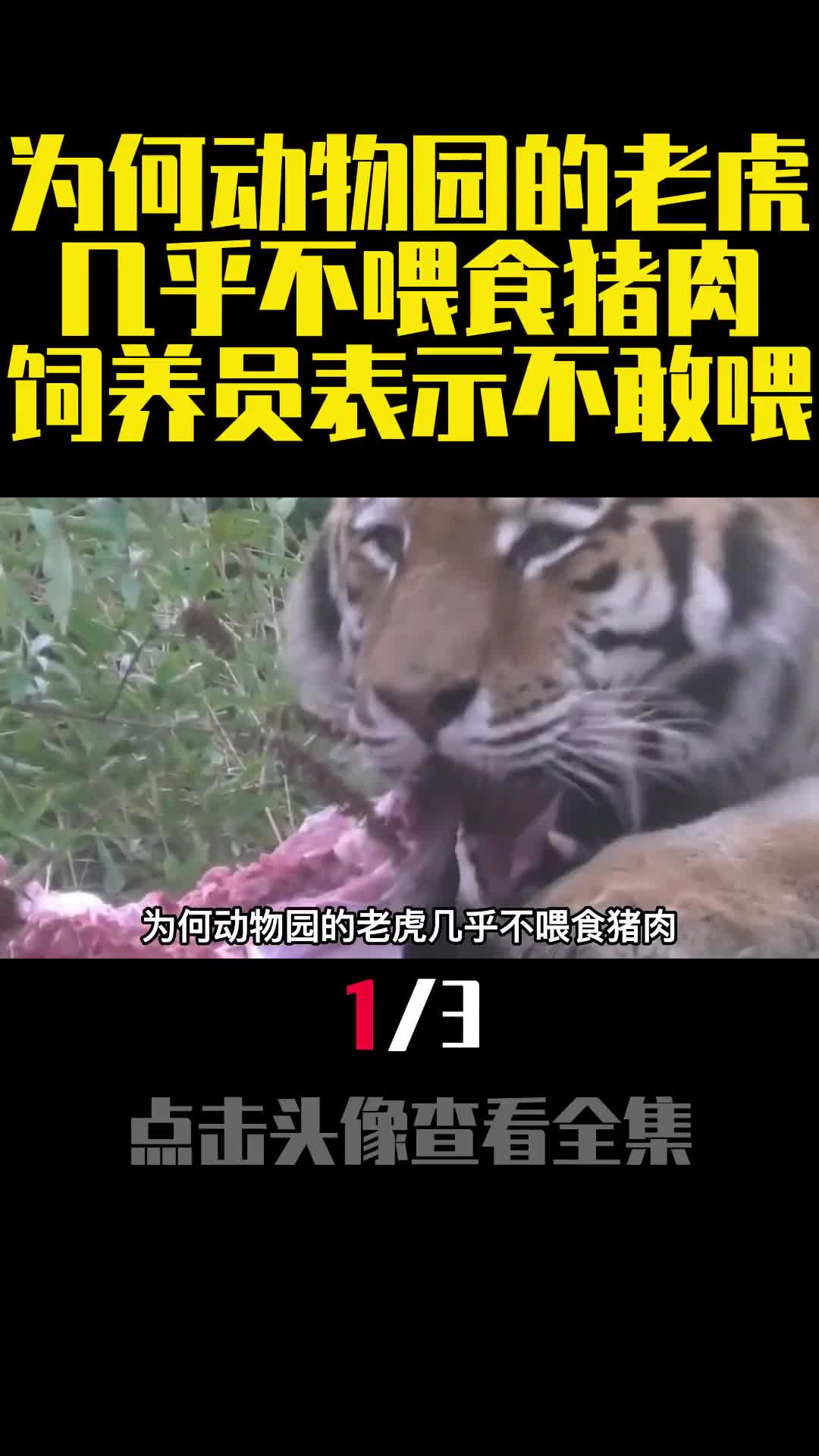 为何动物园的老虎几乎不喂食猪肉饲养员表示不敢喂1