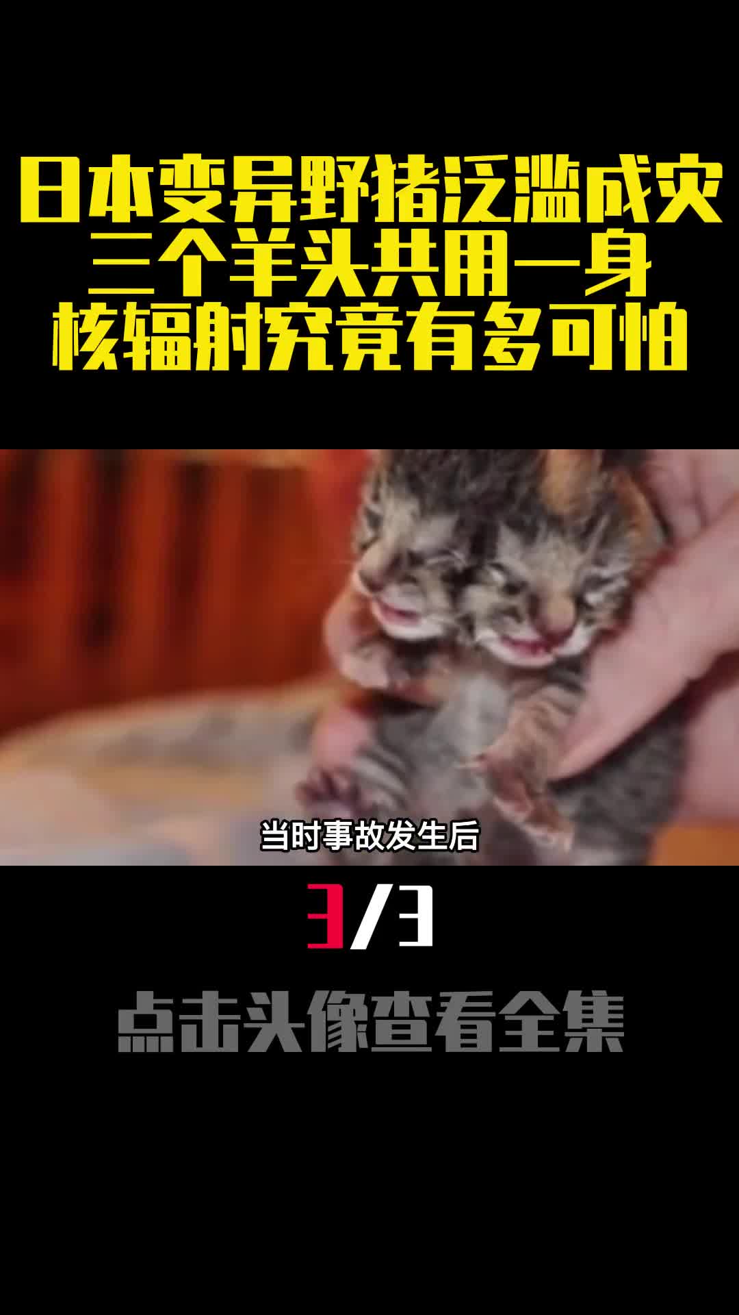 日本变异野猪泛滥成灾三个羊头共用一身核辐射究竟有多可怕3