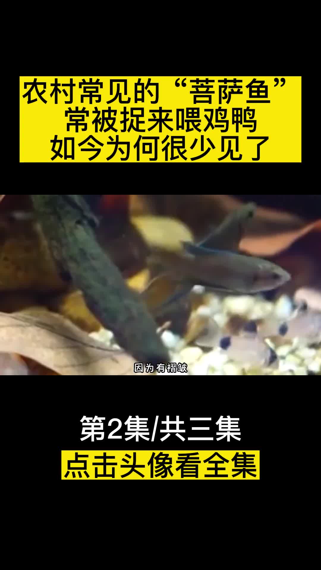 农村常见的菩萨鱼常被捉来喂鸡鸭如今为何很少见了