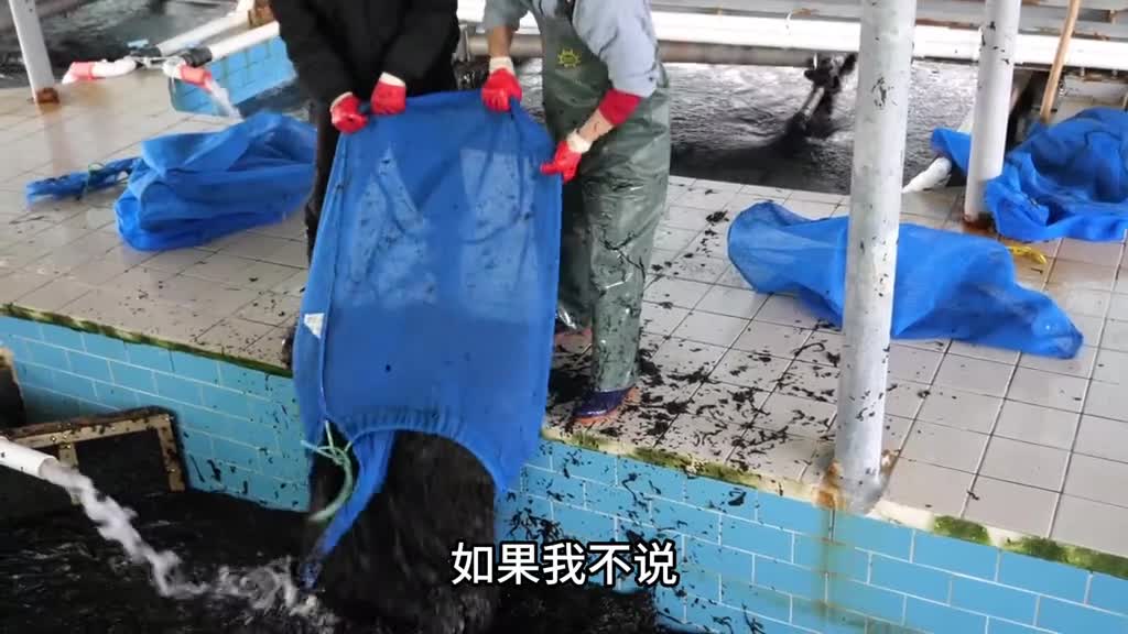 看完海带丝的加工过程你还敢吃吗