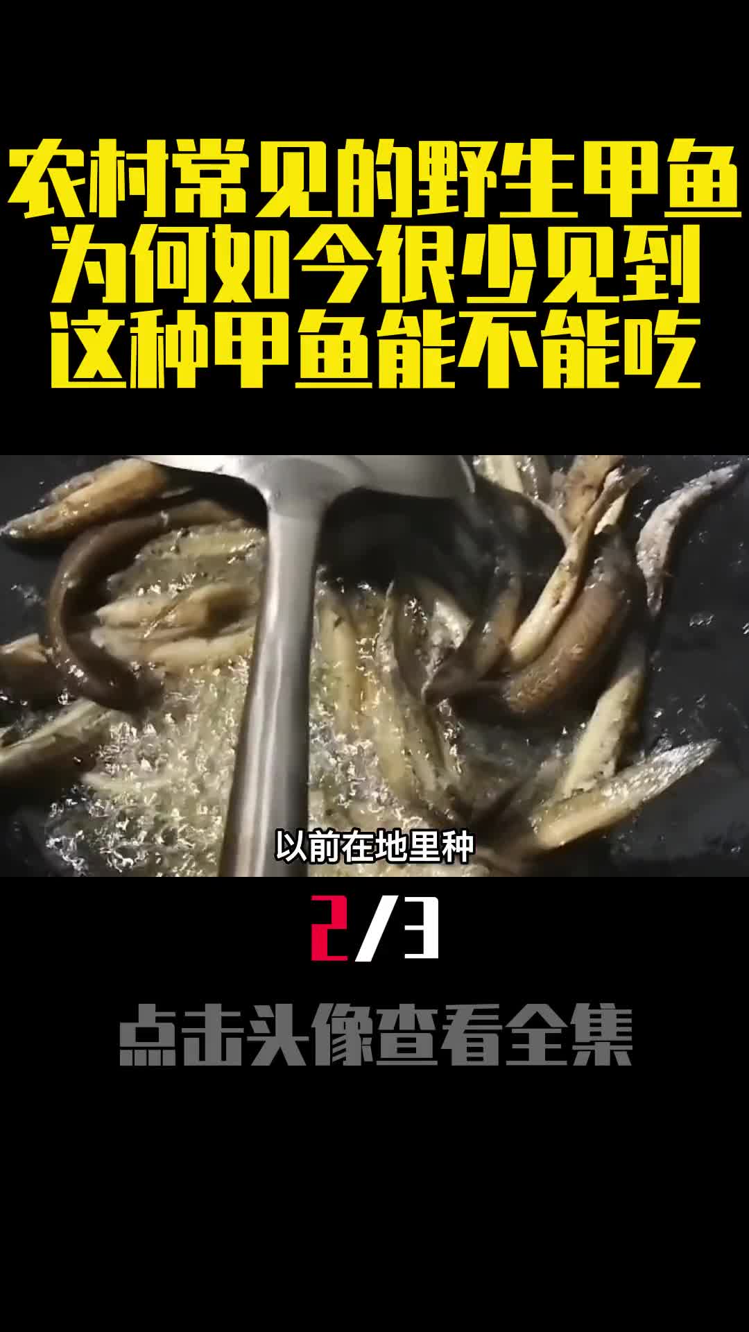 农村常见的野生甲鱼为何如今很少见到这种甲鱼能不能吃2