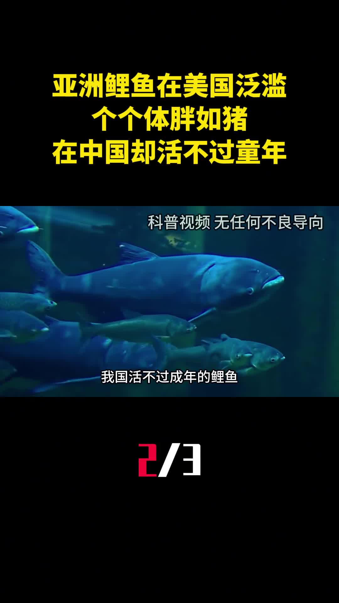 亚洲鲤鱼在美国泛滥个个体胖如猪在中国却活不过童年2