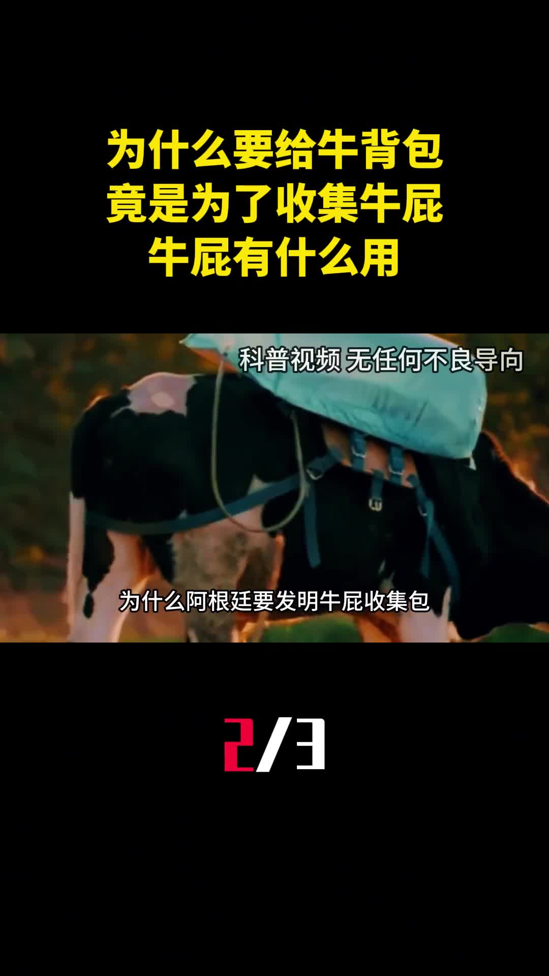 为什么要给牛背一个包竟是为了收集牛屁牛屁有什么用2