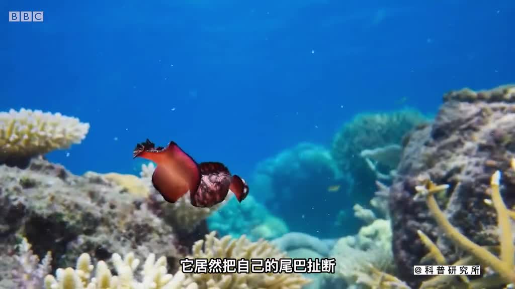 没大脑没眼睛的海生物像一块飞毯三