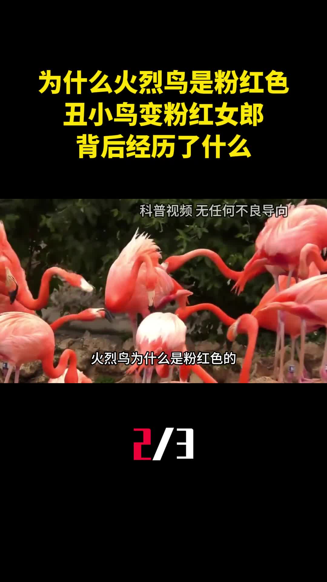 为什么火烈鸟是粉红色的丑小鸟变粉红女郎背后经历了什么2