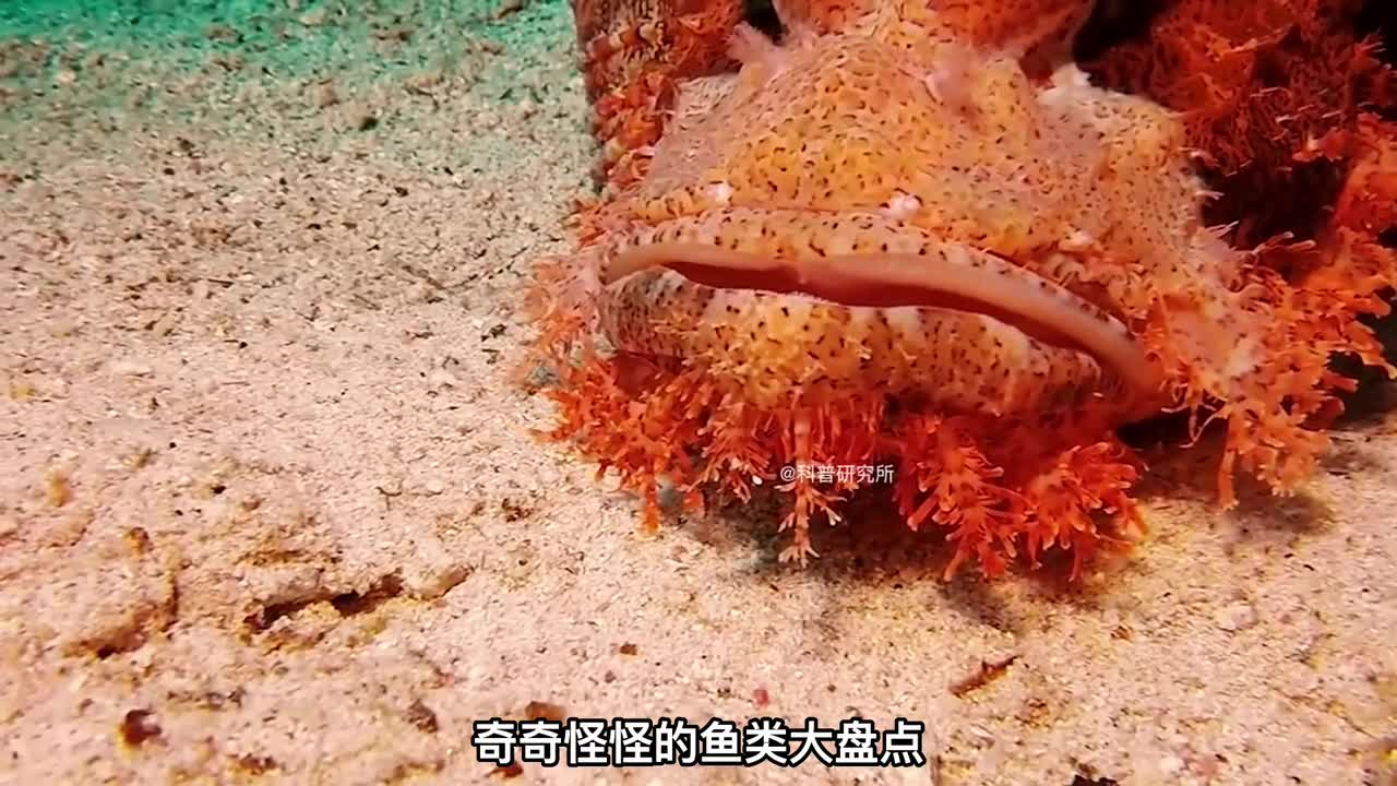 都是你没讲过的奇特鱼类最后一个是老6三