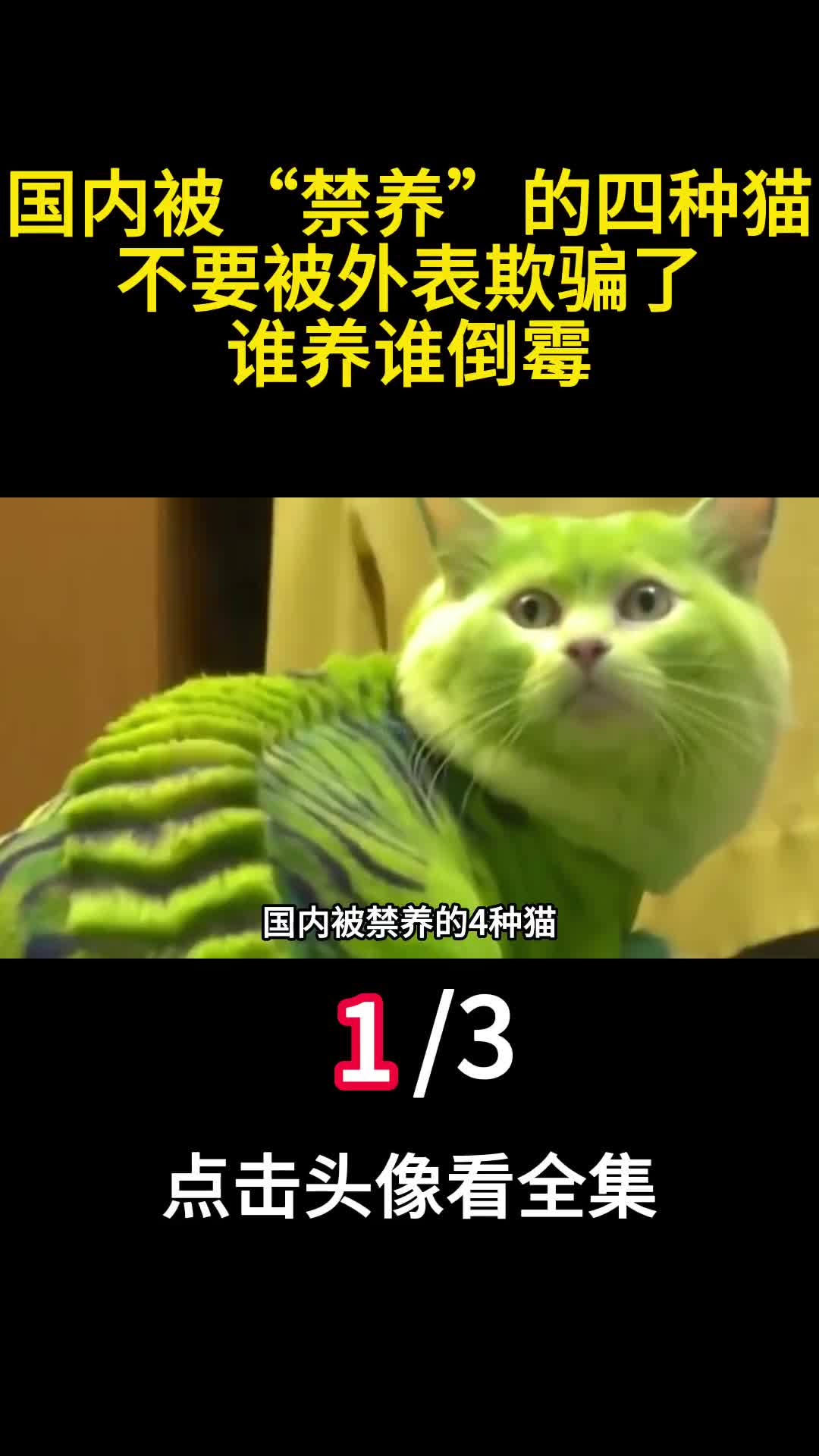 国内被禁养的四种猫不要被外表欺骗了谁养谁倒霉1