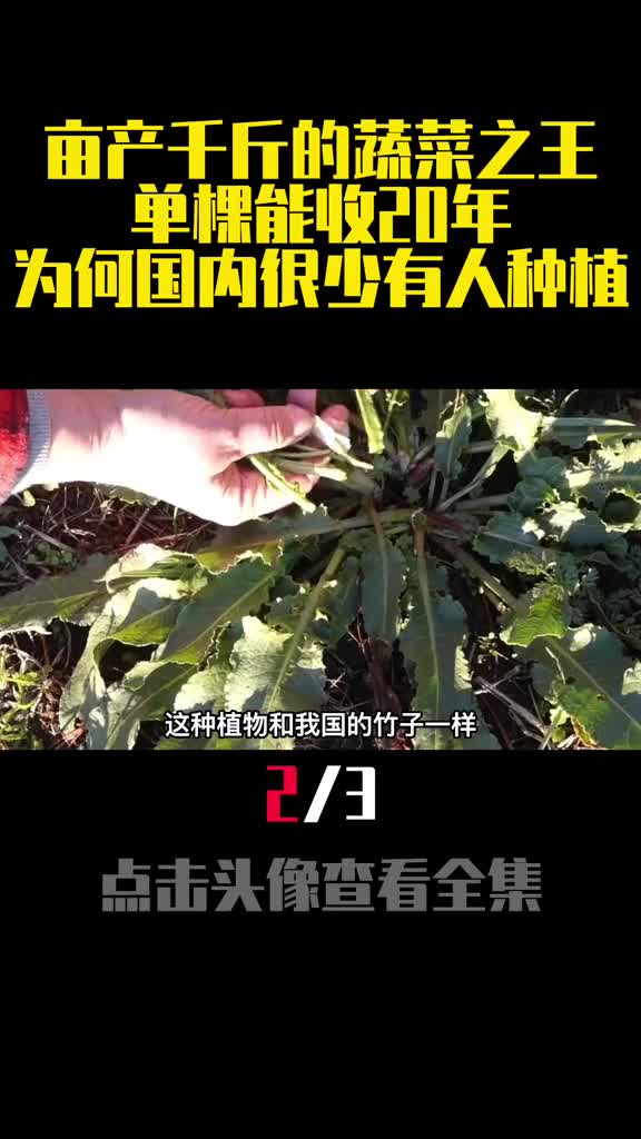 亩产千斤的蔬菜之王单棵能收20年为何国内很少有人种植2
