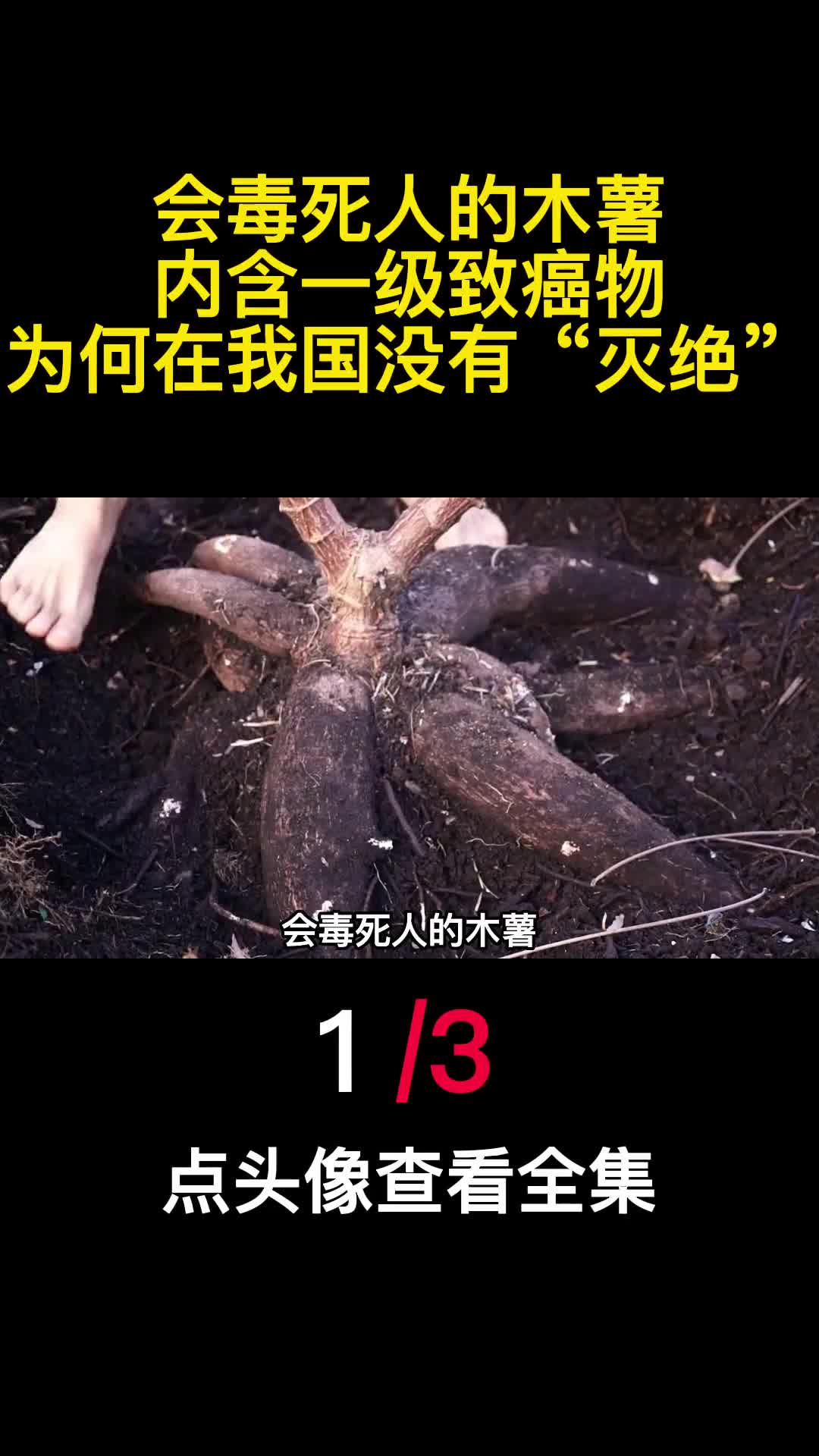 会毒死人的木薯内含一级致癌物为何在我国没有灭绝1