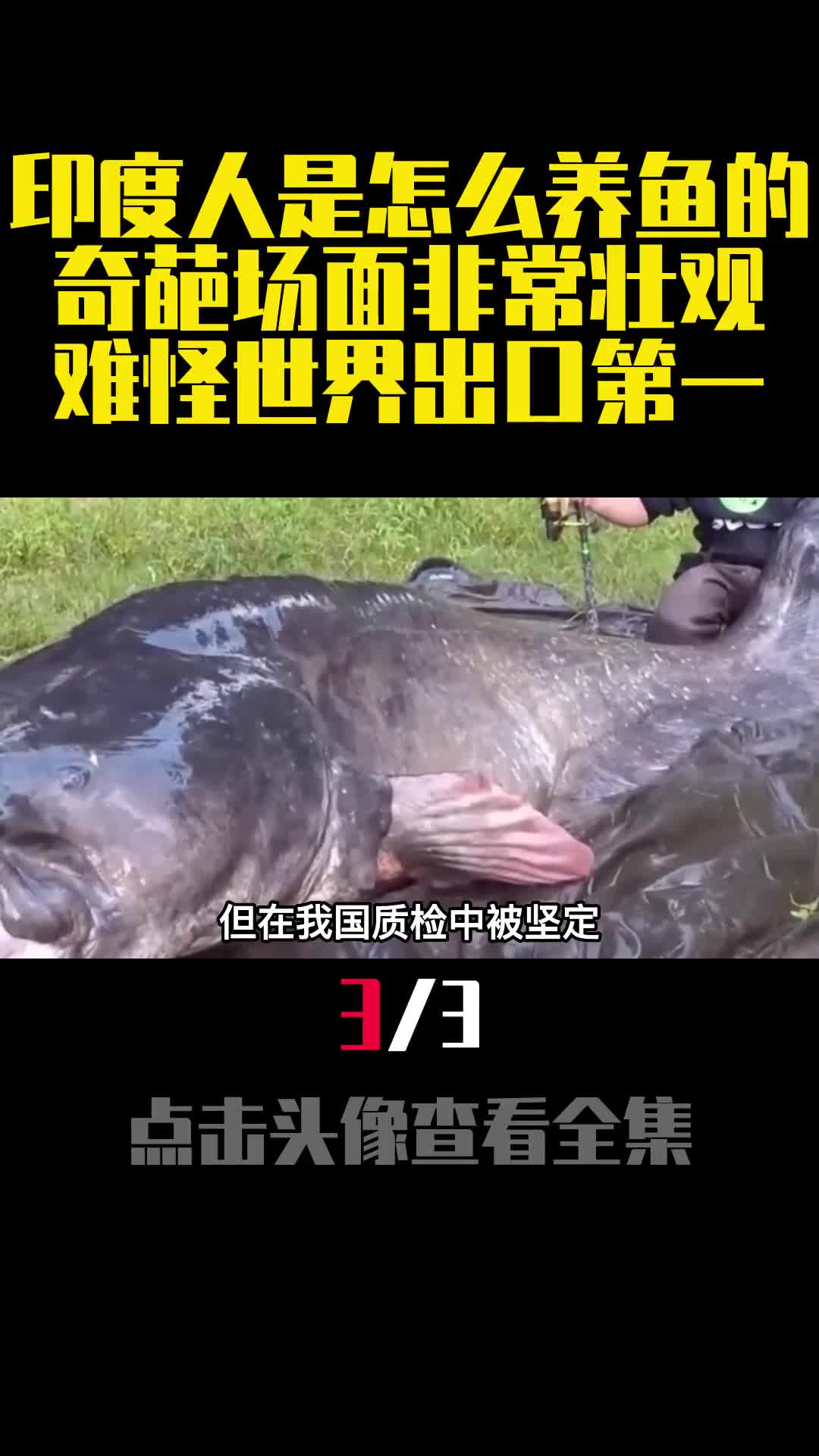 印度人是怎么养鱼的奇葩场面非常壮观难怪世界出口第一3