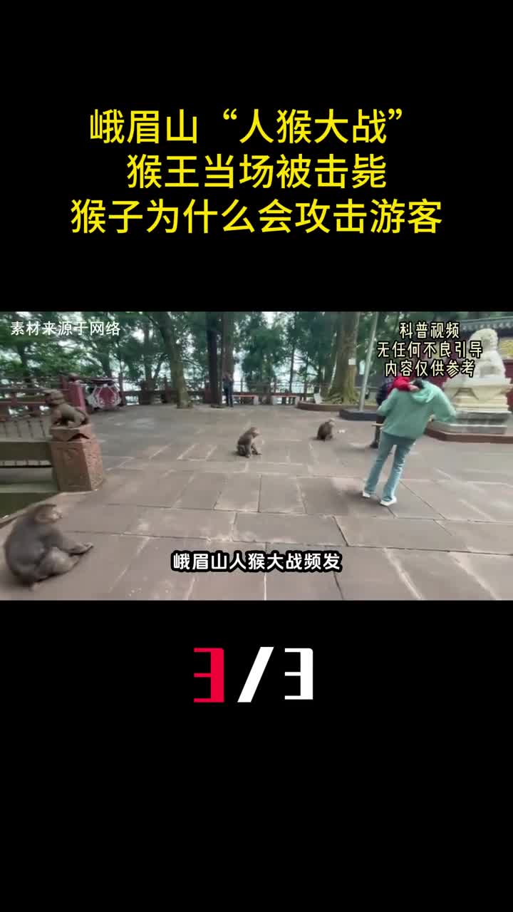 峨眉山人猴大战猴王当场被击毙猴子为什么会攻击游客3