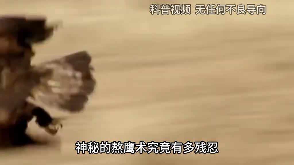 熬鹰到底有多狠一人一鹰硬刚24小时不合眼有人甚至因此猝死2