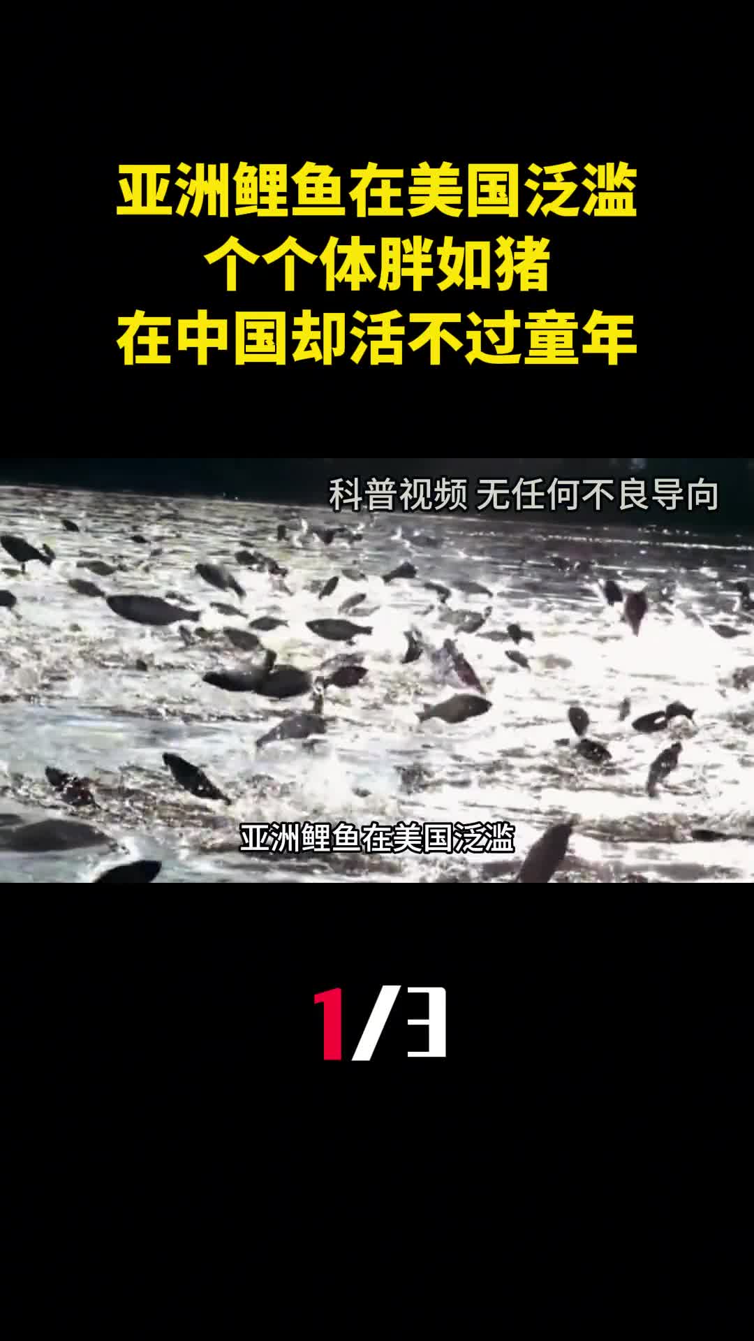 亚洲鲤鱼在美国泛滥个个体胖如猪在中国却活不过童年1